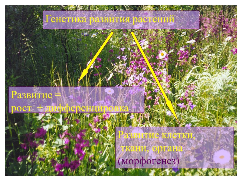 Генетика развития растений Развитие =  рост  + дифференцировка Развитие клетки,  ткани,